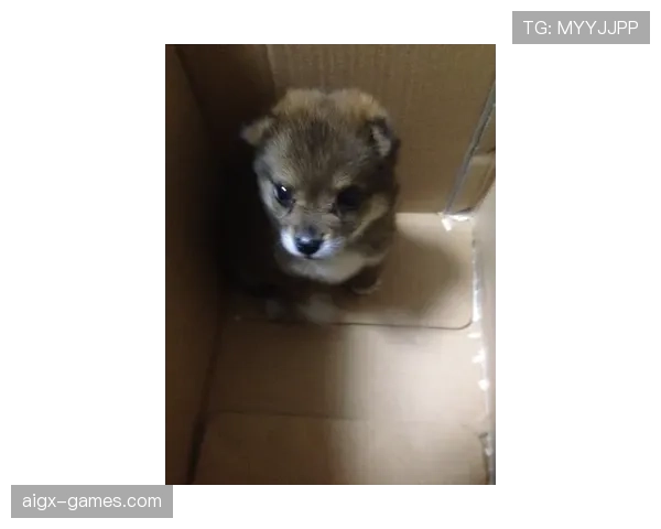 李小鹏家的狗吃的都比我一个月工资多